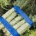 旺铺优质莴苣，山东，优质精品莴苣。红叶莴苣，青叶保质保量
