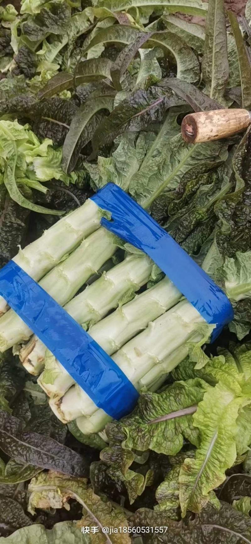 旺铺优质莴苣，山东，优质精品莴苣。红叶莴苣，青叶保质保量