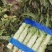 旺铺优质莴苣，山东，优质精品莴苣。红叶莴苣，青叶保质保量