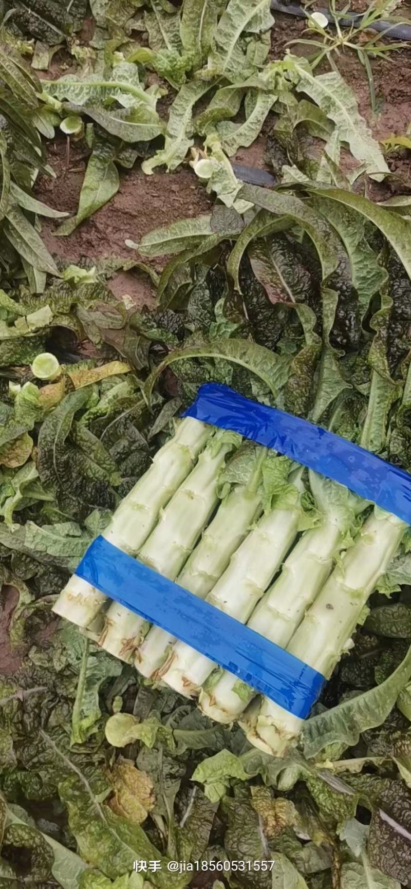 旺铺优质莴苣，山东，优质精品莴苣。红叶莴苣，青叶保质保量
