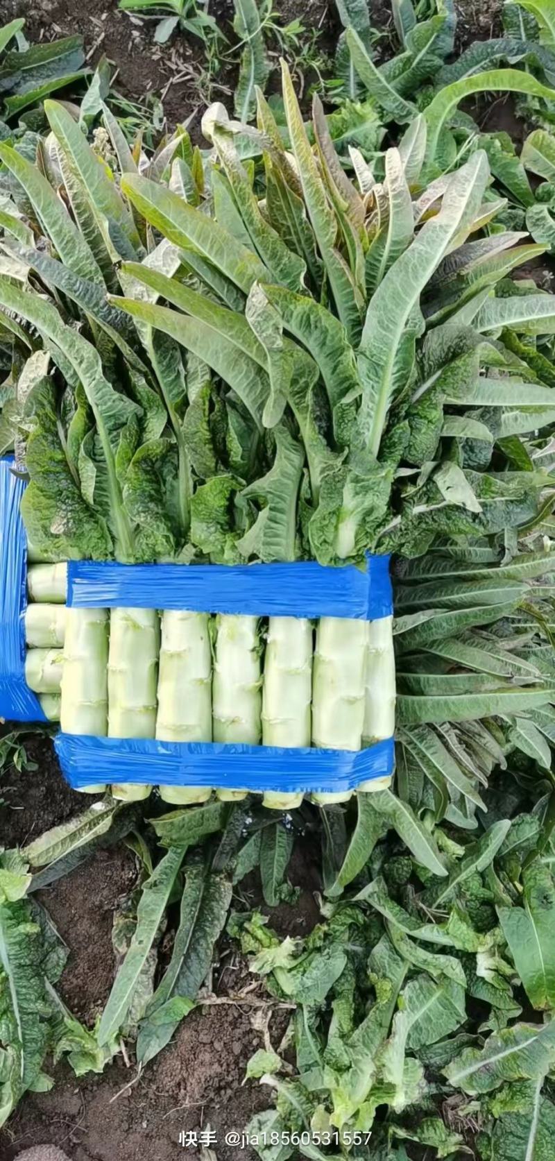 旺铺优质莴苣，山东，优质精品莴苣。红叶莴苣，青叶保质保量