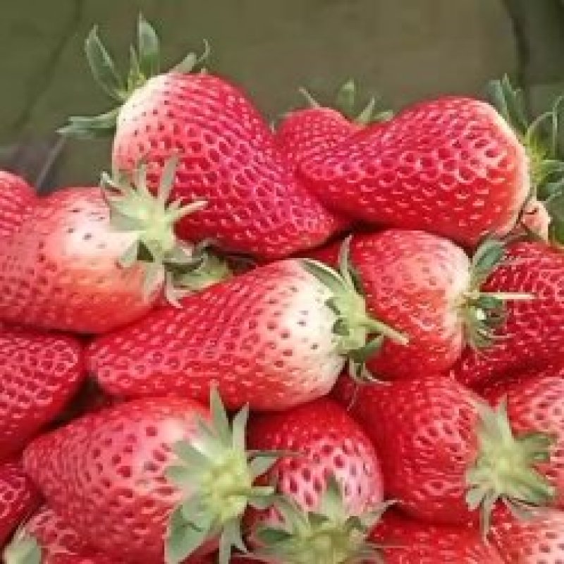 奶油甜宝草莓！果型好，甜度高，广受市场客户的认可。万亩草