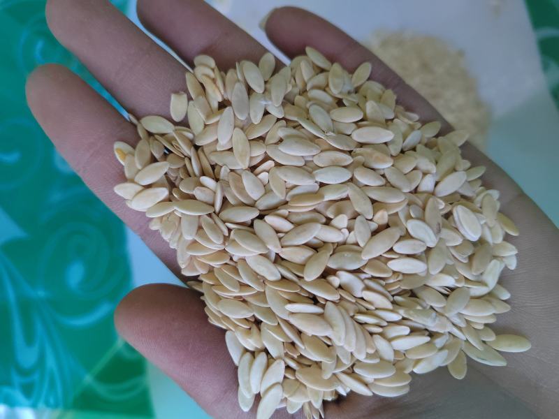 黄瓜籽，中药材黄瓜籽，药用黄瓜籽，纯干无硫