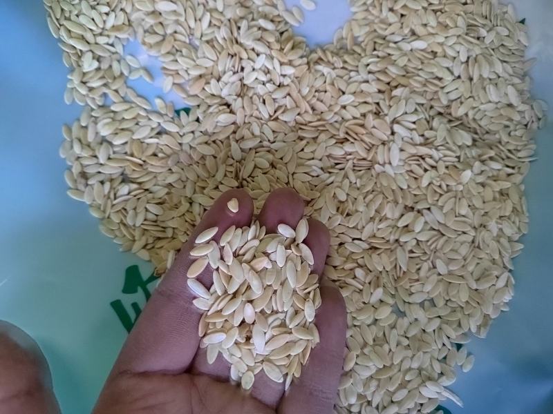 黄瓜籽，中药材黄瓜籽，药用黄瓜籽，纯干无硫