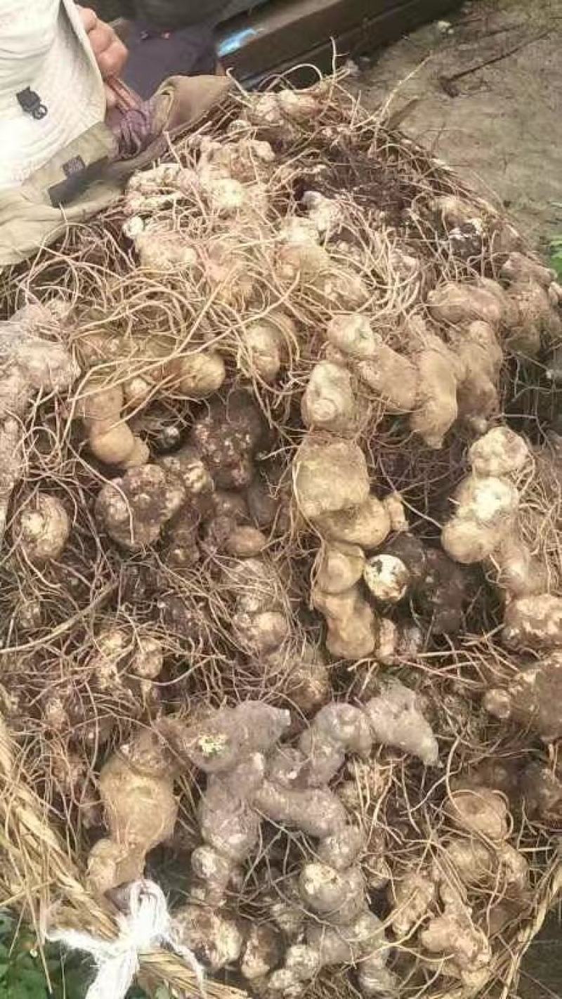 【推荐】九华山黄精干九华制统货规模大品质好
