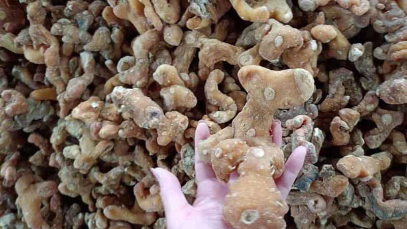 【推荐】九华山黄精干九华制统货规模大品质好