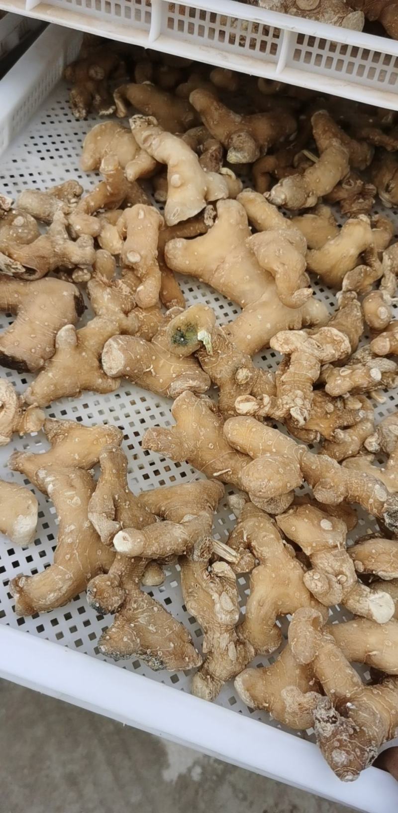 【推荐】九华山黄精干九华制统货规模大品质好