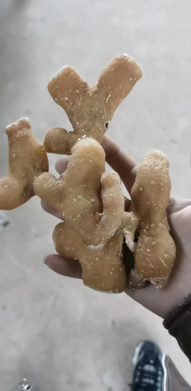 【推荐】九华山黄精干九华制统货规模大品质好