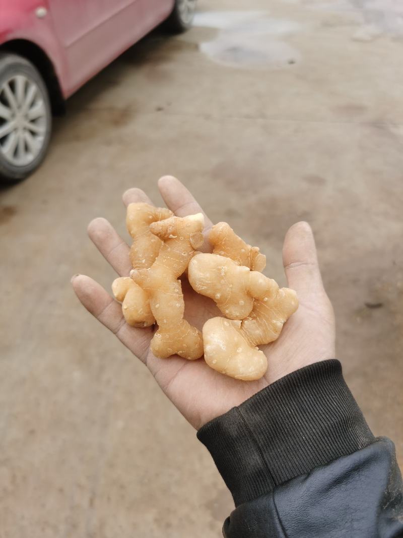 【推荐】九华山黄精干九华制统货规模大品质好