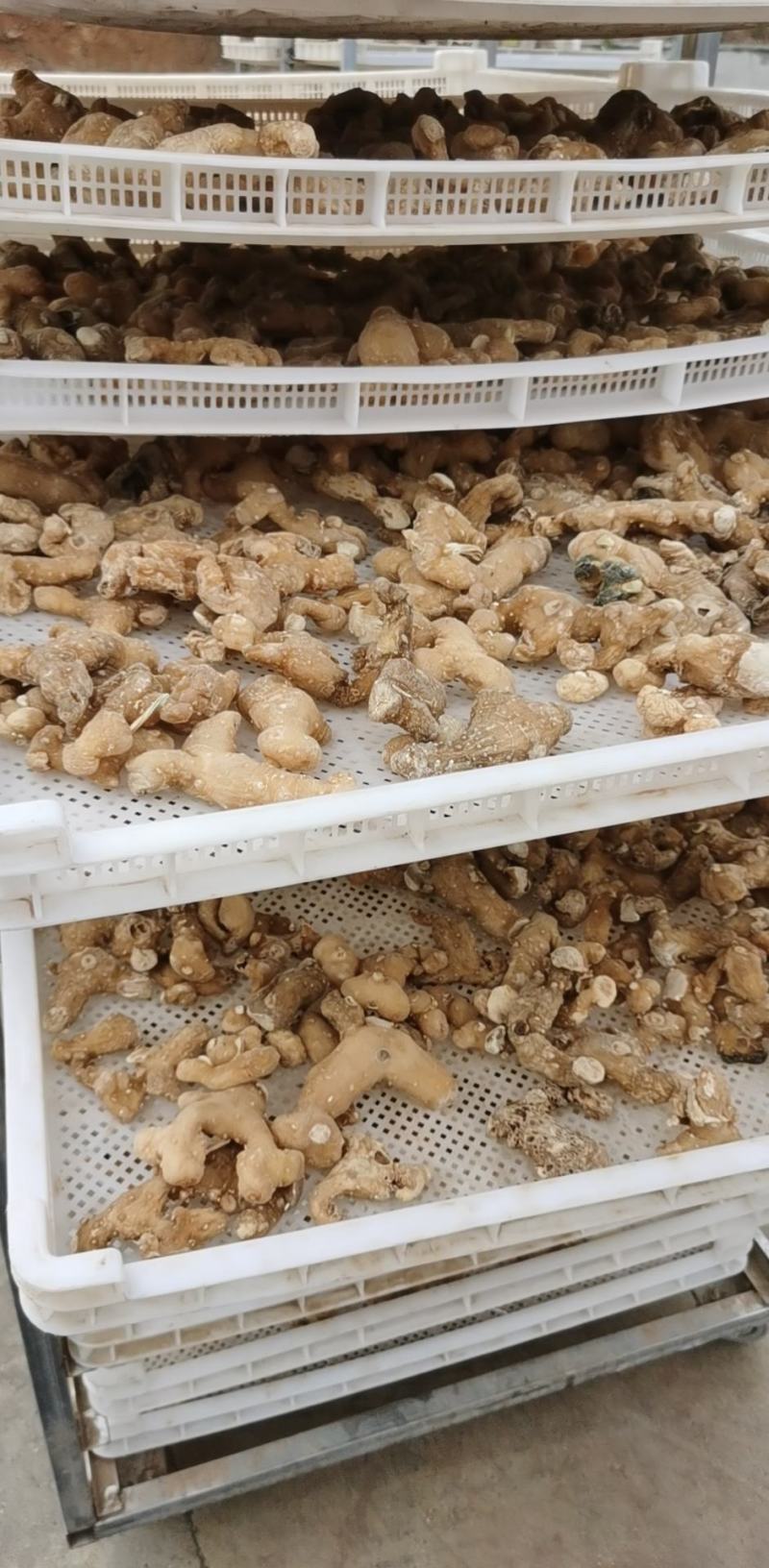 【推荐】九华山黄精干九华制统货规模大品质好