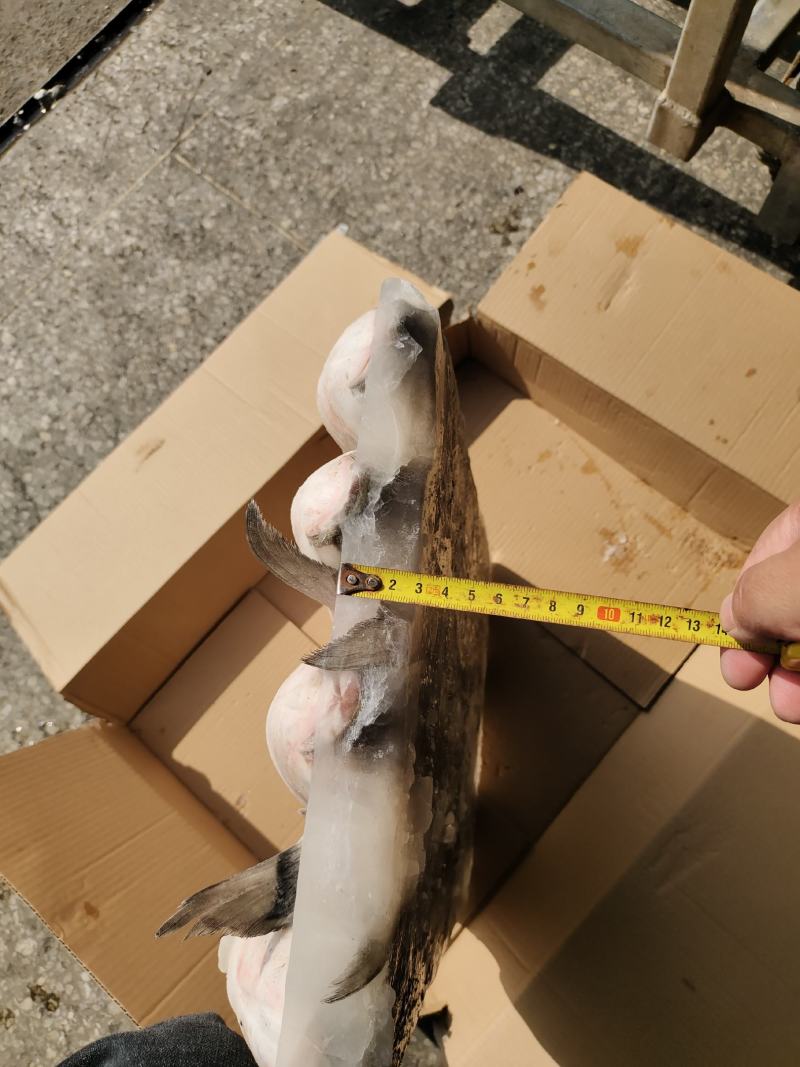 去籽缁鱼，有货，19斤一板，大概6/7/8条，性价比高