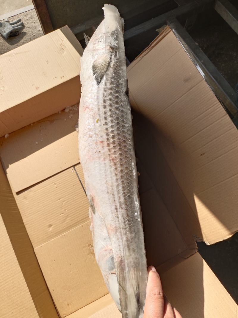 去籽缁鱼，有货，19斤一板，大概6/7/8条，性价比高