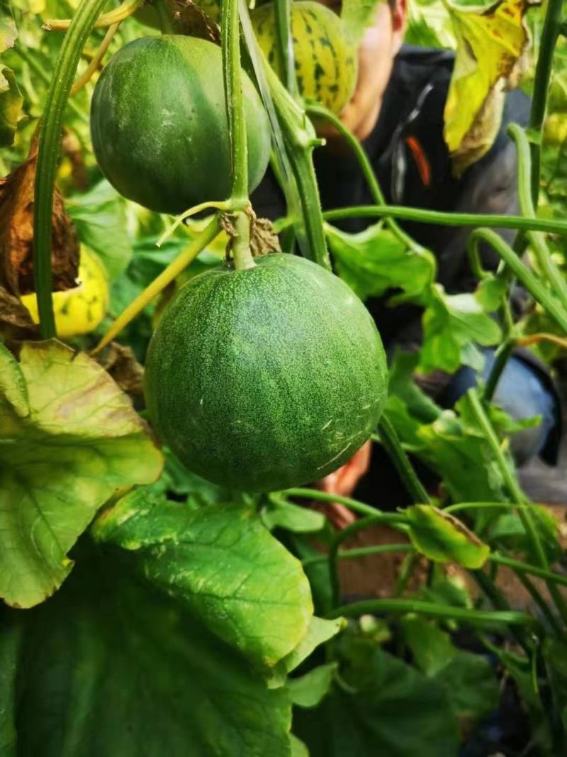 华臻翠蜜绿宝甜瓜种子瓜农农户种植户大面积用种