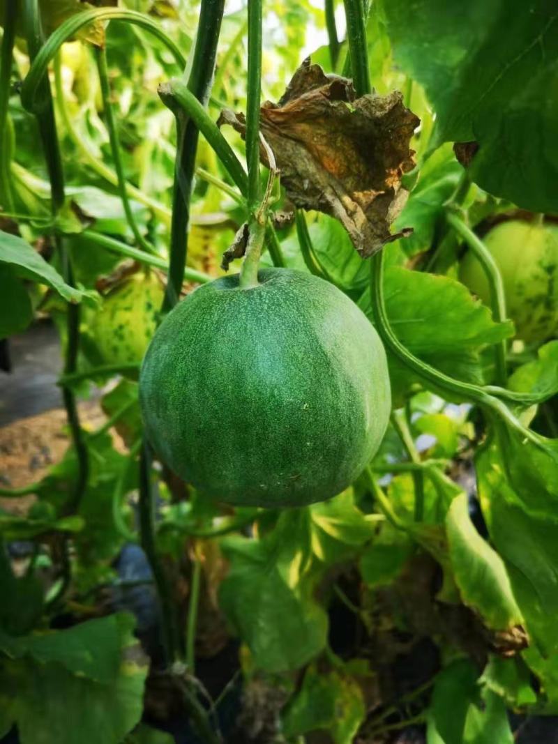 华臻翠蜜绿宝甜瓜种子瓜农农户种植户大面积用种