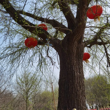 白蜡树