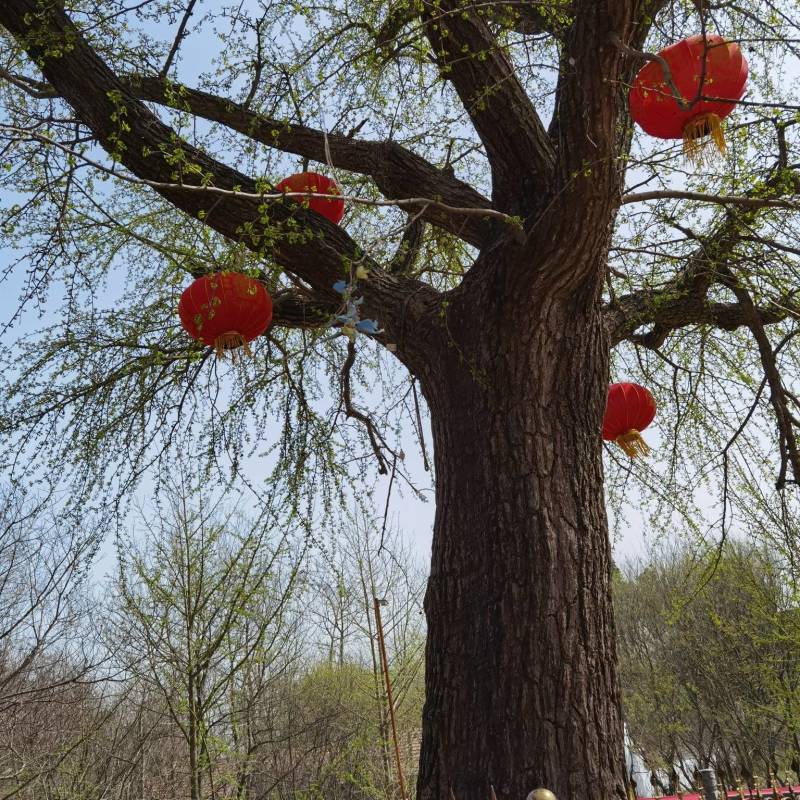 白蜡树