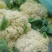 河南省内王保昌果蔬商行松花菜大量上市中