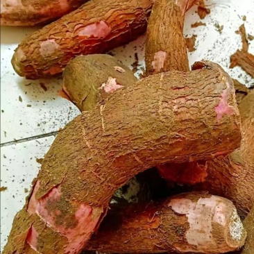 现挖木薯