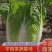 北京新三号白菜自家种植10亩地便宜了欢迎采购商联系
