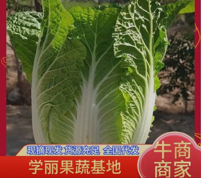 北京新三号白菜自家种植10亩地便宜了欢迎采购商联系
