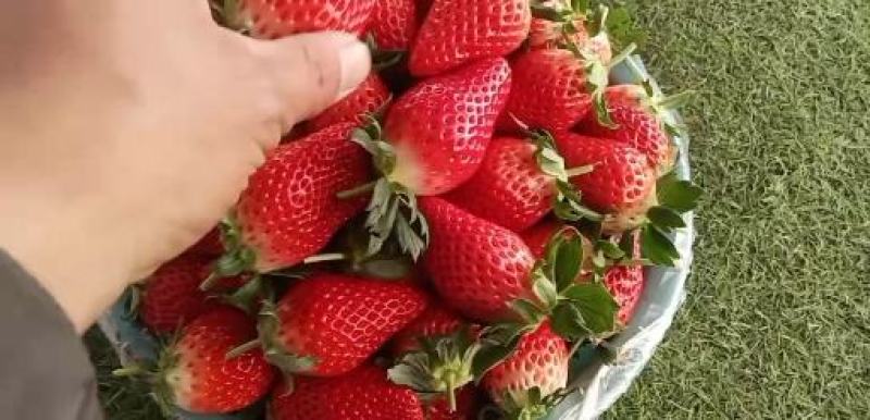 奶油甜宝草莓！果型好，甜度高，广受市场客户的认可。万亩草