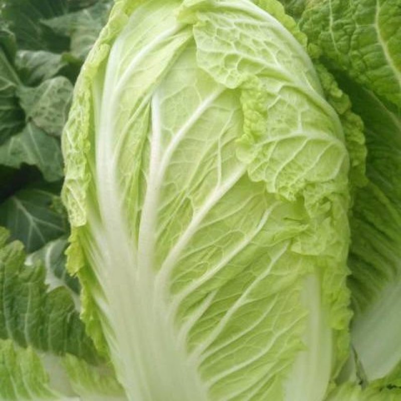 北京新三号白菜自家种植10亩地便宜了欢迎采购商联系