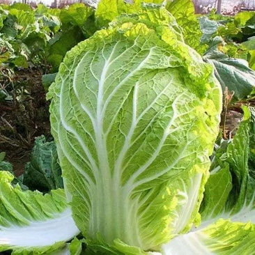 北京新三号自家种植大批量上市欢迎采购商和各位老板联系