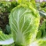 北京新三号自家种植大批量上市欢迎采购商和各位老板联系