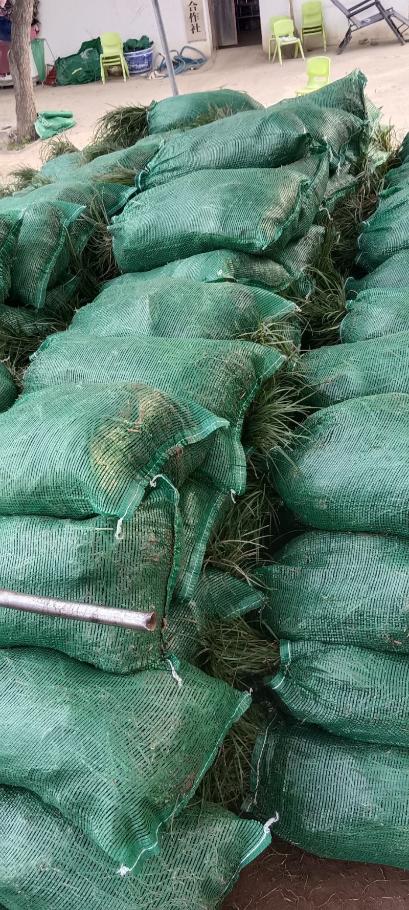 精品麦冬草高20厘米左右冠幅18厘米左右
