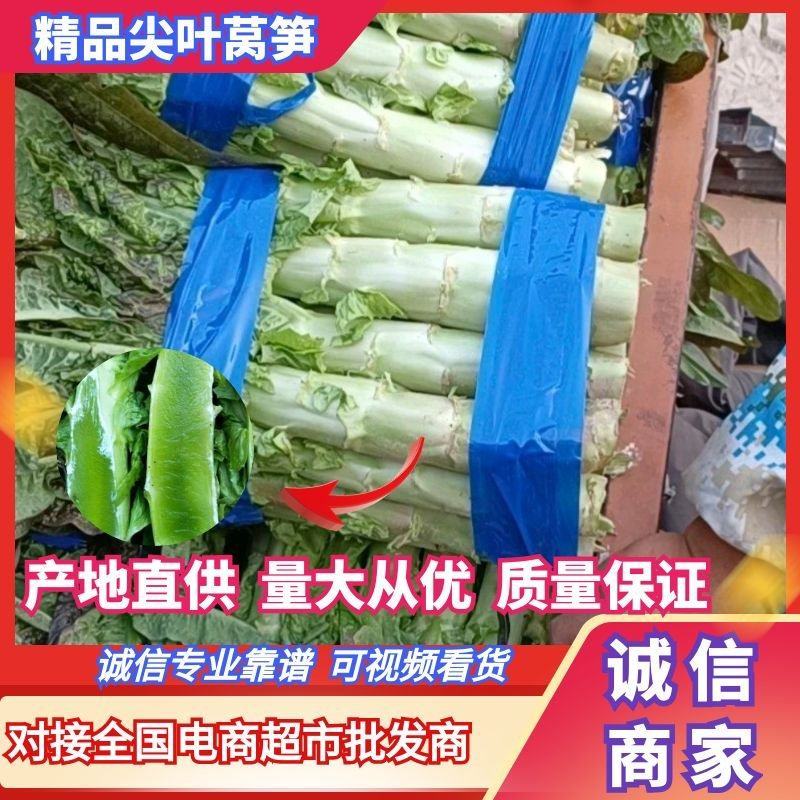 红尖叶莴笋，大量上市，量大从优，可视频看货，诚信专业
