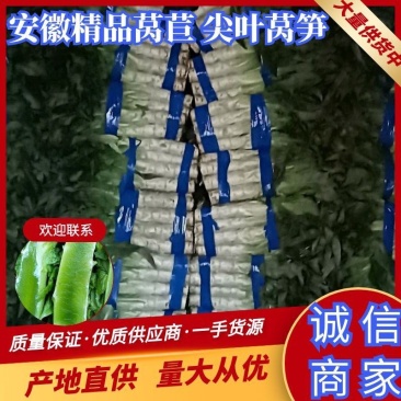 红尖叶香苣莴笋大量有货可视频看货，代发全国，诚信专业