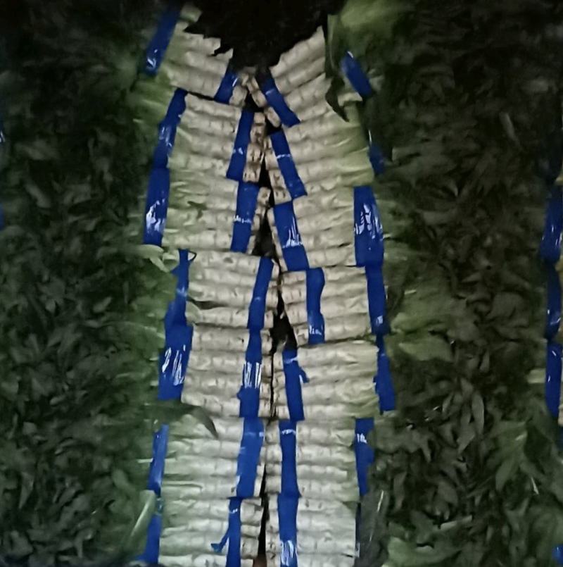 红尖叶香苣莴笋大量有货可视频看货，代发全国，诚信专业