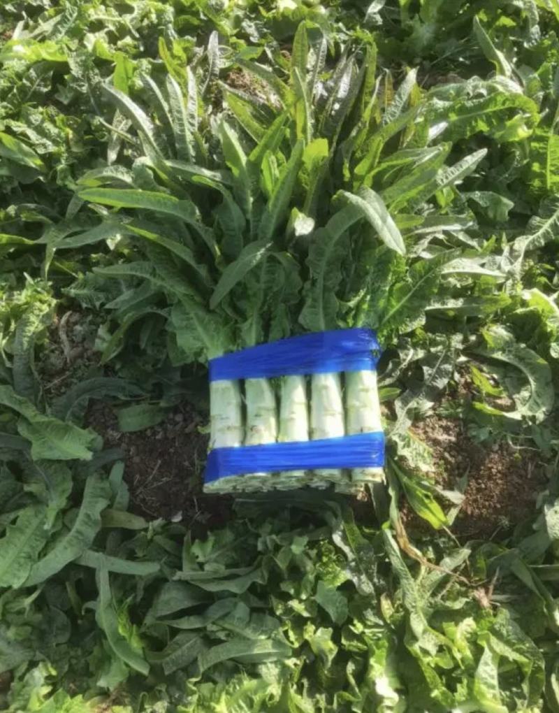 红尖叶香苣莴笋大量有货可视频看货，代发全国，诚信专业