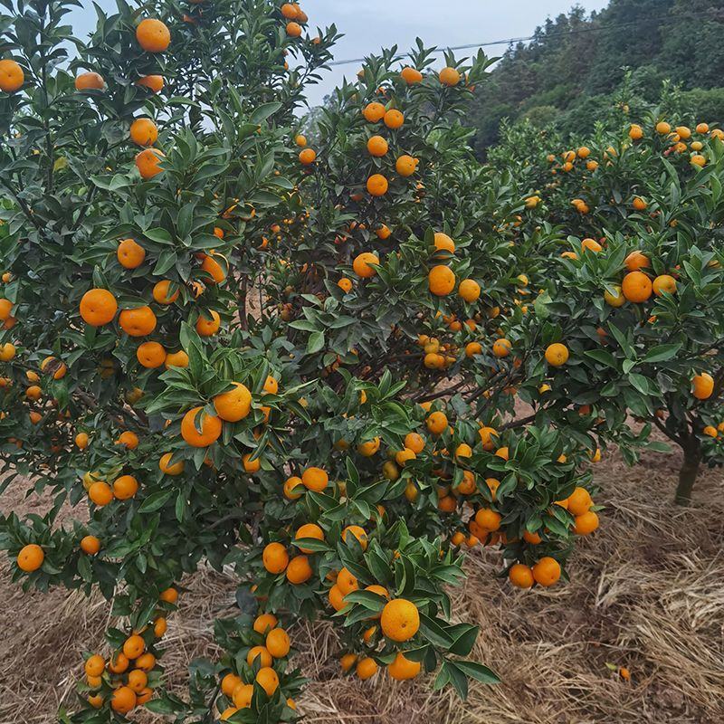 棉橘又叫臭皮柑甜度适中甘甜多汁时令水果欢迎订购