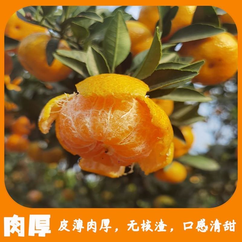 棉橘又叫臭皮柑甜度适中甘甜多汁时令水果欢迎订购