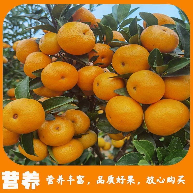 棉橘又叫臭皮柑甜度适中甘甜多汁时令水果欢迎订购