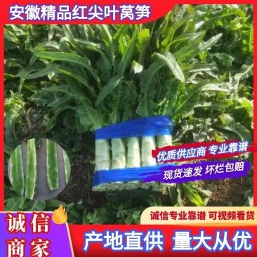 尖叶莴笋大棚一手货源量大从优代发全国，诚信经营