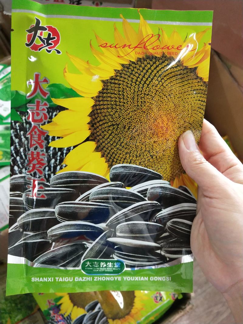 大志食葵向日葵种子观赏向日葵农家庭院阳台种植花卉种子