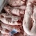 （鲜猪板油）红星冷库肉类批发，精品猪板油鲜货，价格便宜