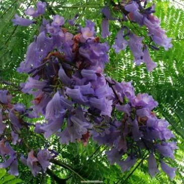 四川泸州蓝花楹