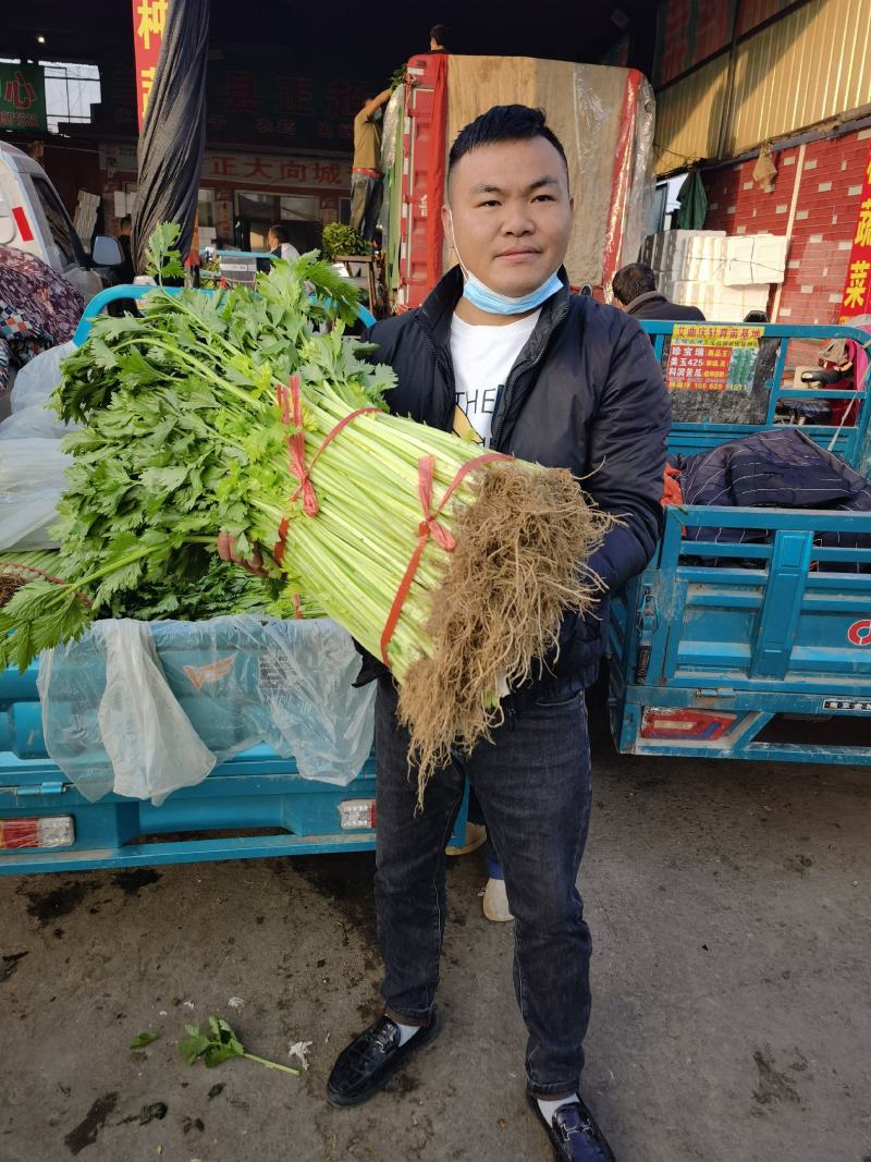 【产地首推】精品芹菜大量上市价格实惠质量保证欢迎老板