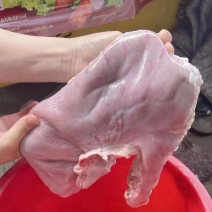 母猪大肚，7个装厂家直供量大从优欢迎联系