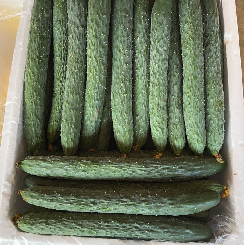 徐闻精品密刺黄瓜