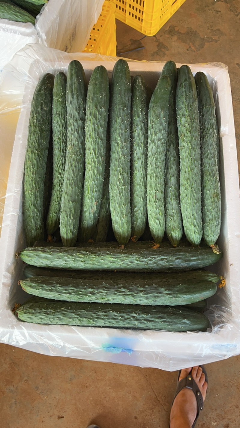 徐闻精品密刺黄瓜