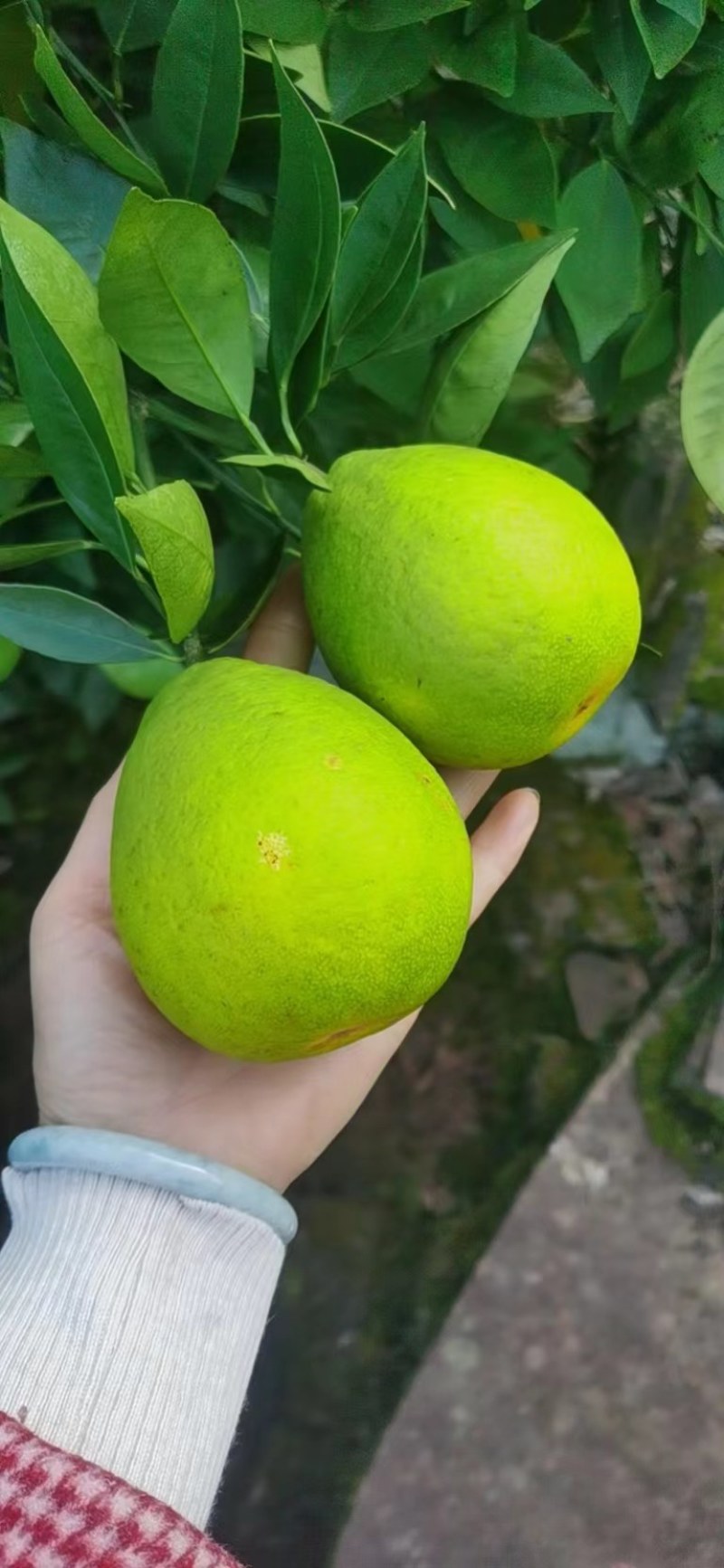 四川老广柑，佛乐橙，脐橙，电商，批发，榨汁