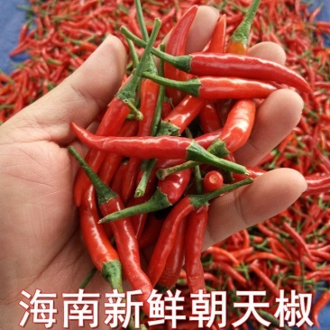 海南新鲜朝天椒大量上市