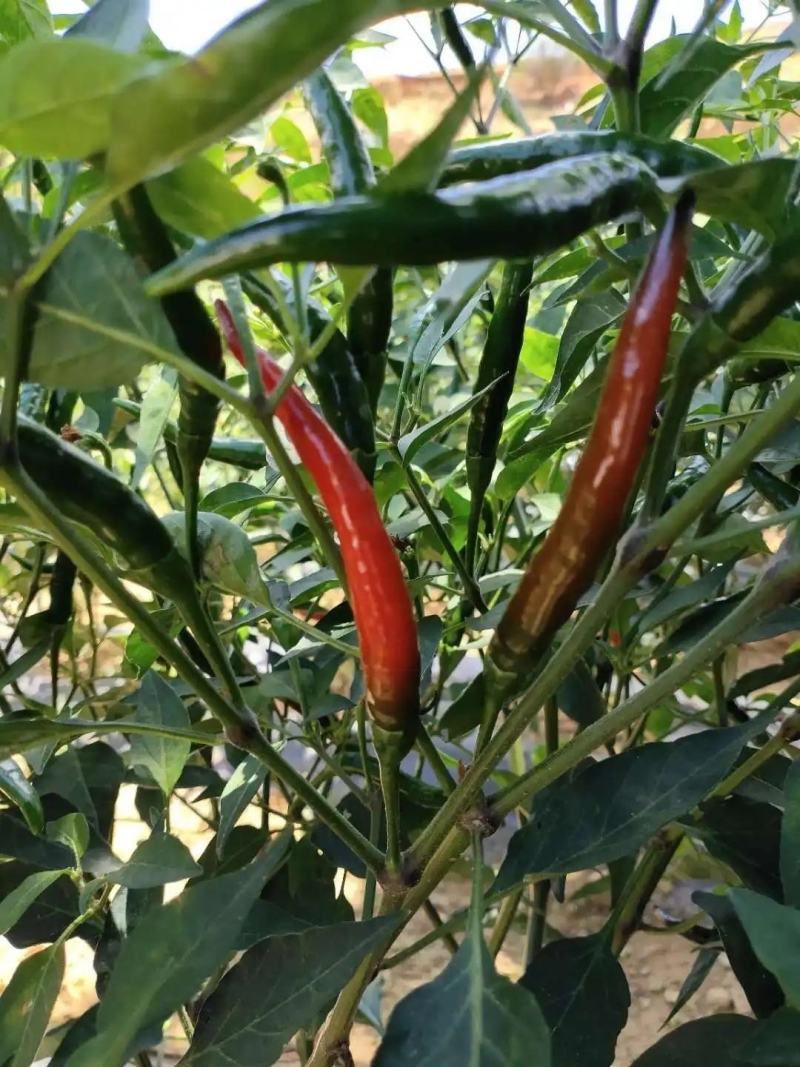 海南新鲜朝天椒大量上市
