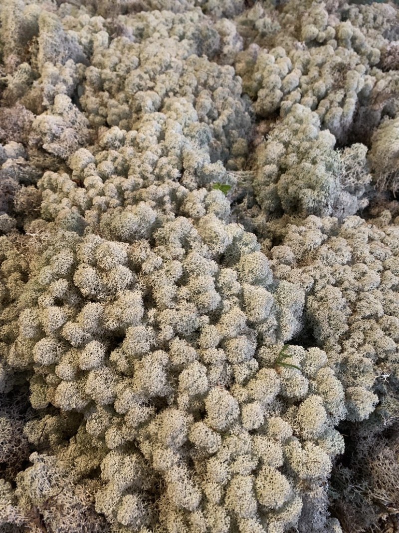 永生苔藓