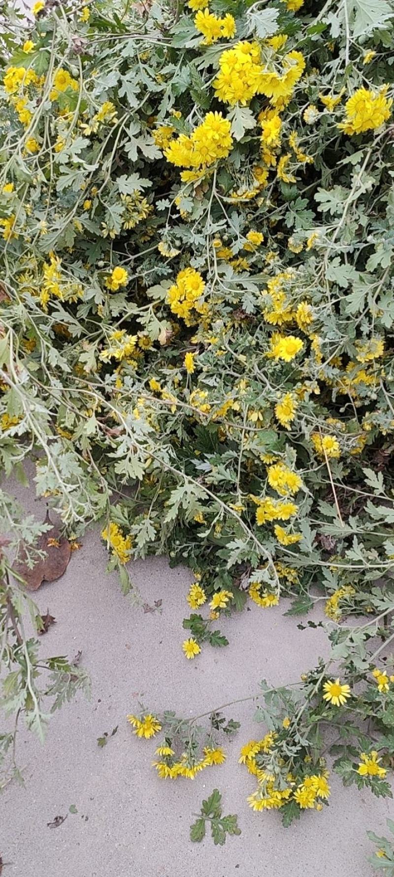 菊花