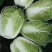 夏邑白菜精品黄心白菜大量上市中产地直供量大从优欢迎联系
